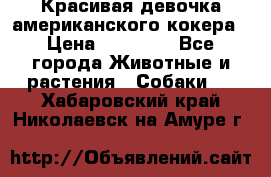 Красивая девочка американского кокера › Цена ­ 35 000 - Все города Животные и растения » Собаки   . Хабаровский край,Николаевск-на-Амуре г.